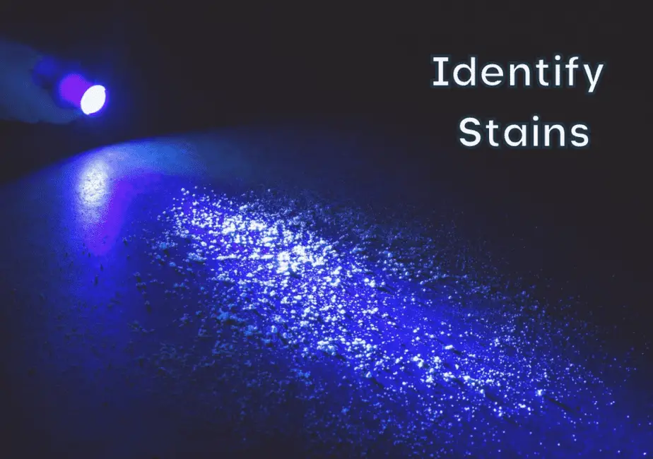 how to hide urine stains from a black light