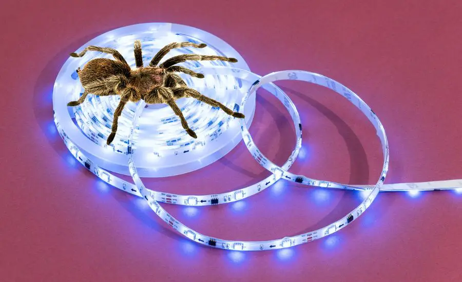 are spiders attracted to led lights
